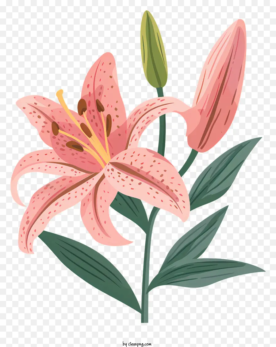 Bunga Lily Merah Muda Dengan Kuncup，Bunga PNG