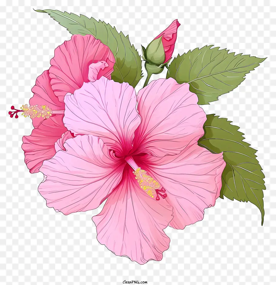 Bunga Hibiscus Pink，Kembang Sepatu Merah Muda PNG