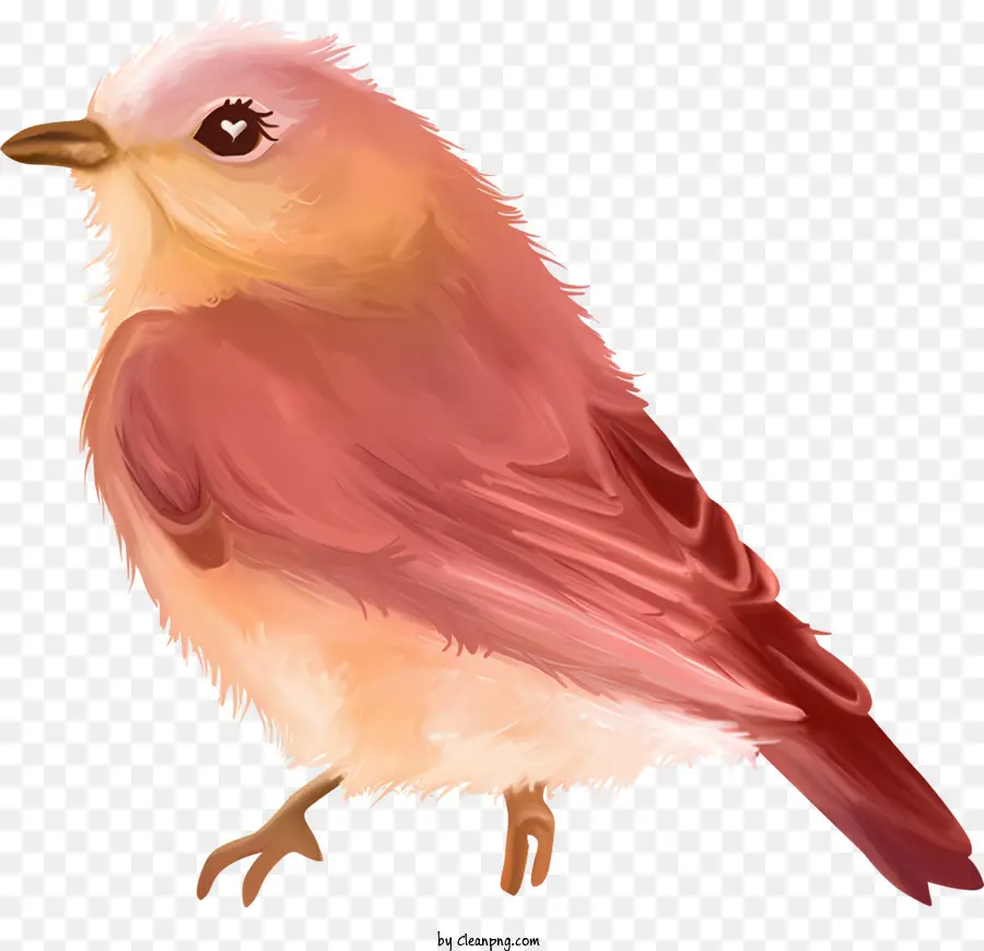 Burung，Pink PNG