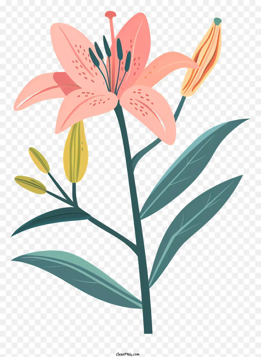 Bunga Lily Merah Muda Dengan Tunas，Bunga Merah Muda PNG