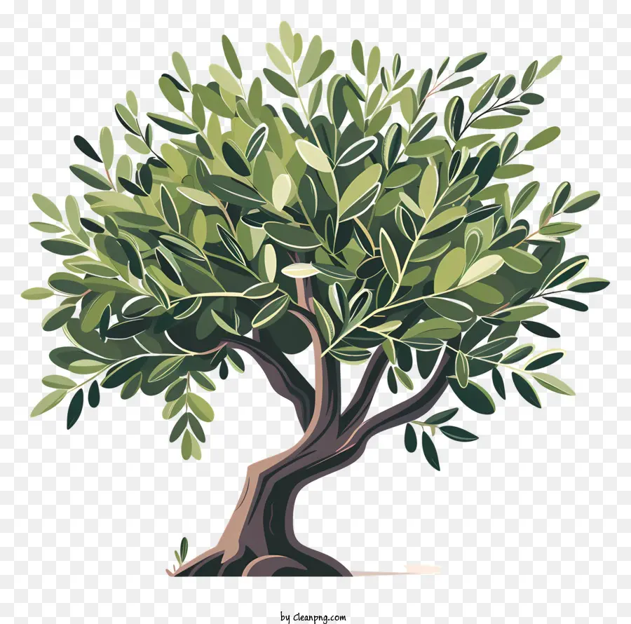 Pohon Zaitun，Wilayah Mediterania PNG