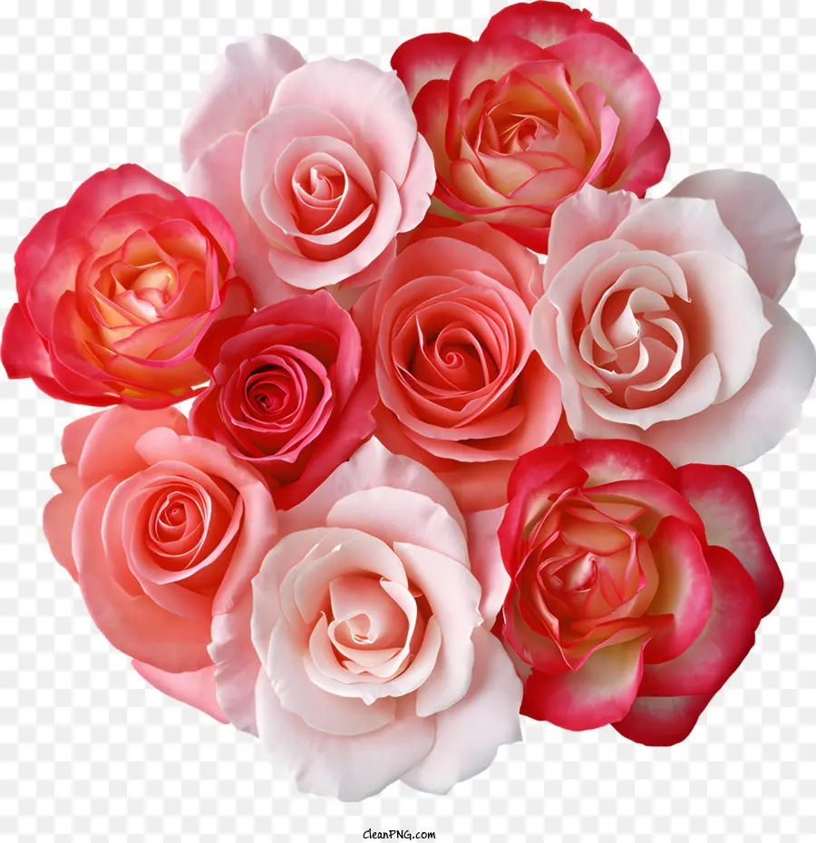 Bunga，Mawar Merah Muda PNG