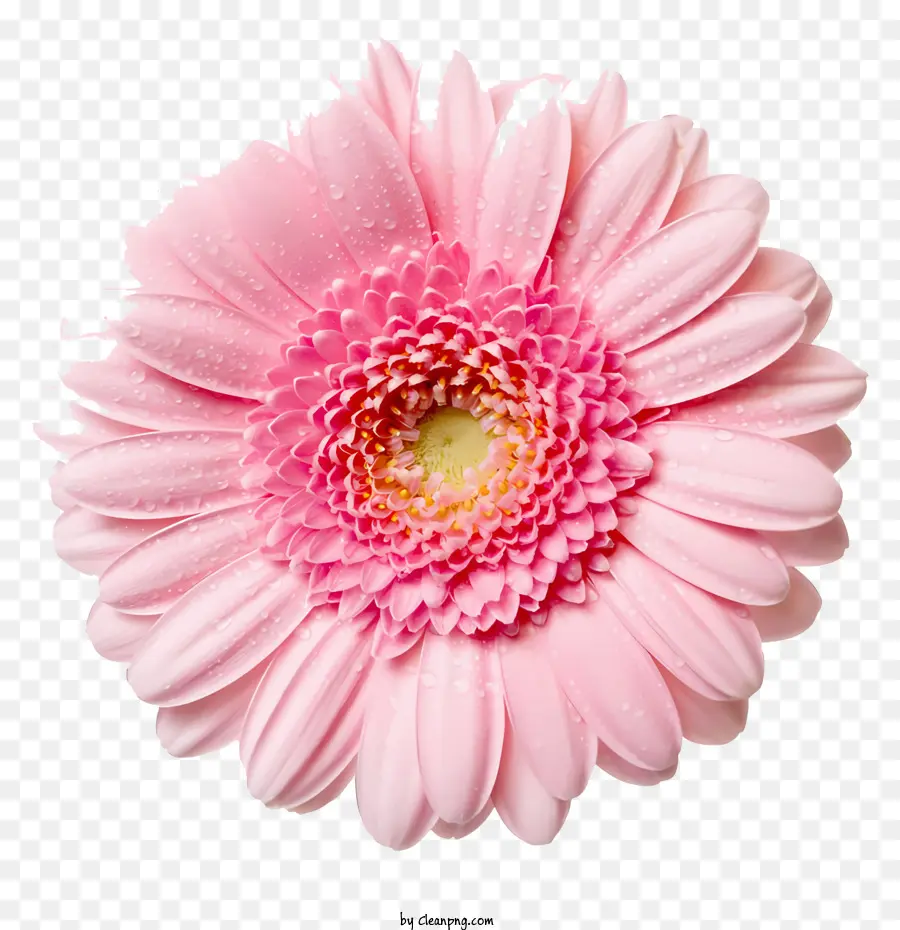 Bunga，Pink Gerbera Daisy PNG