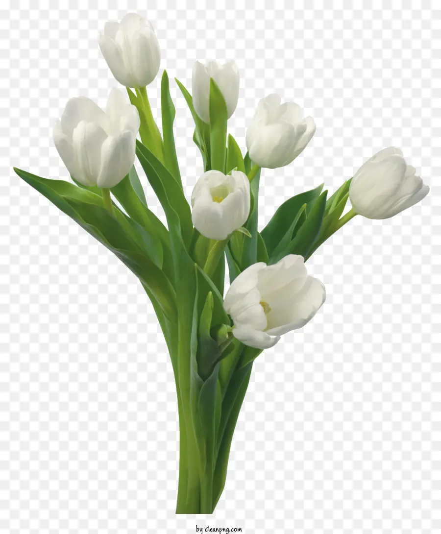 Bunga，Tulip Putih PNG