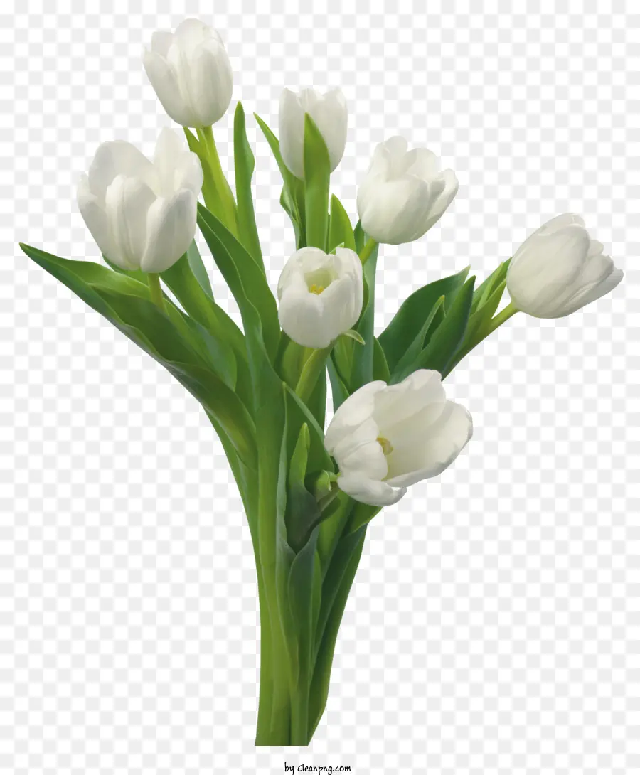 Blumen，Tulip PNG