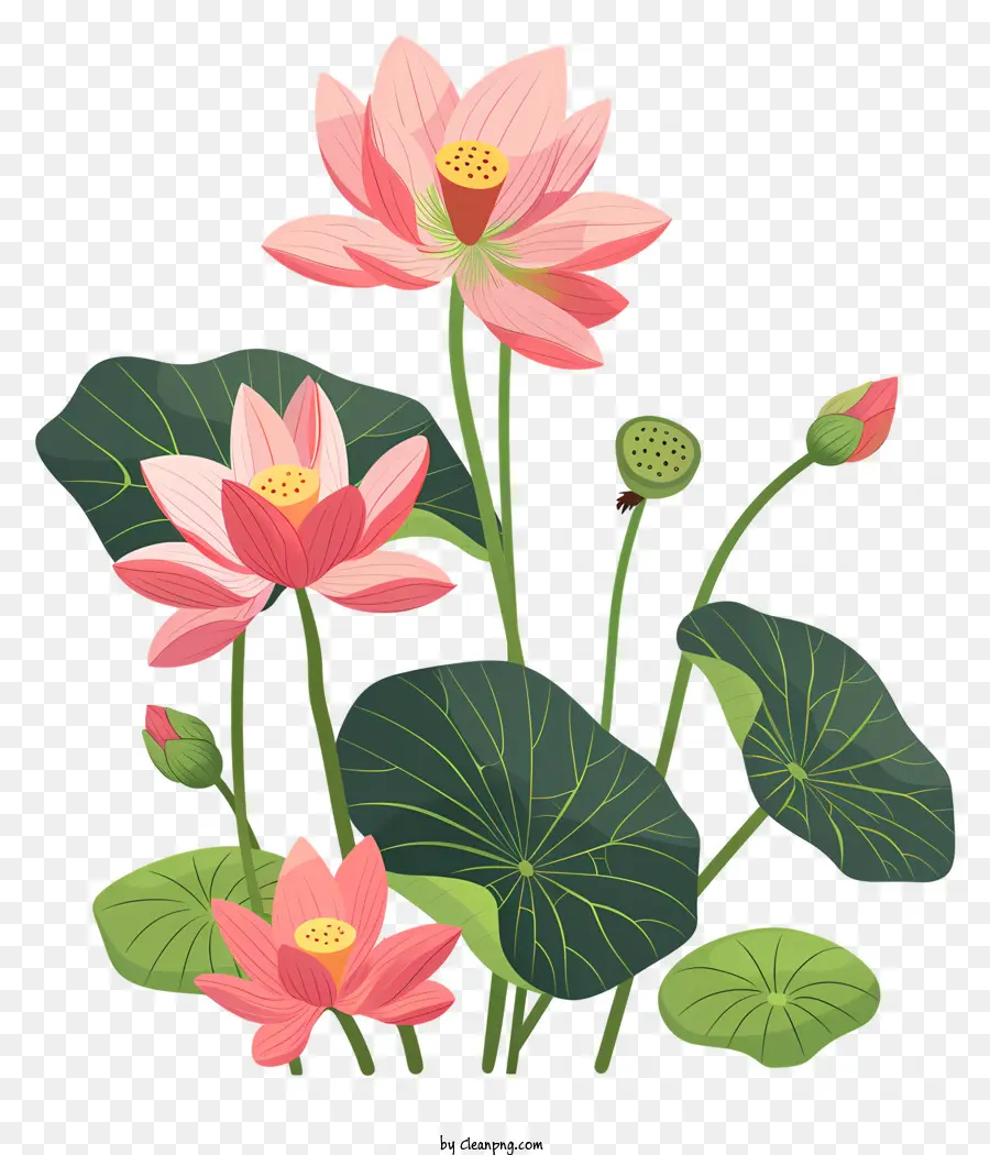 Bunga Teratai，Bunga Teratai Merah Muda PNG
