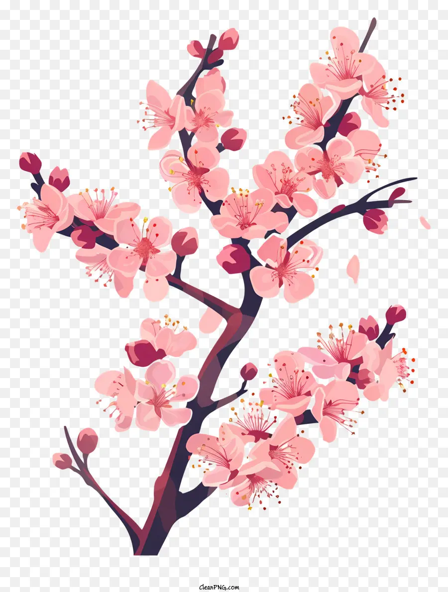 Sakura，Bunga Merah Muda PNG