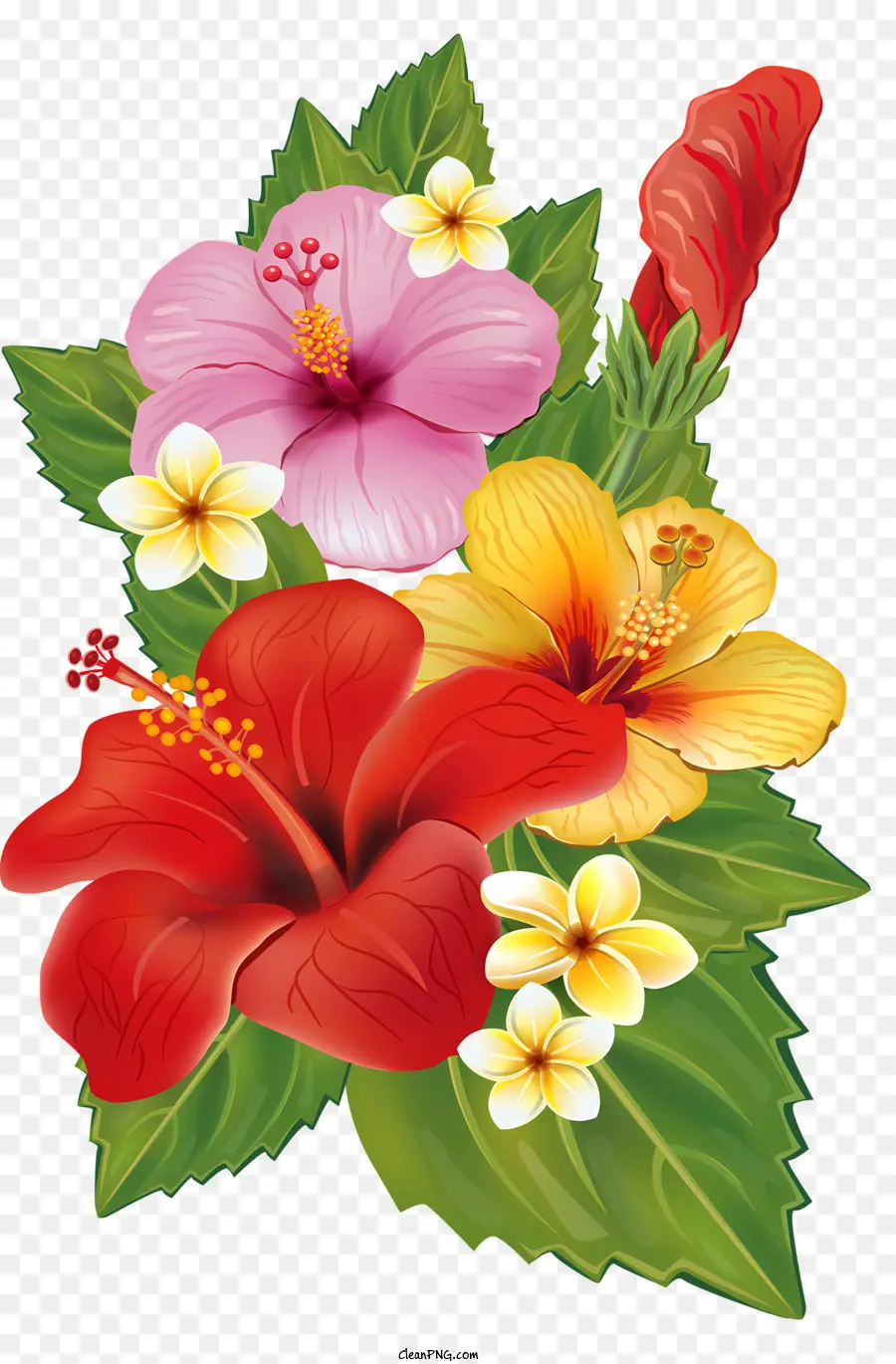 Bunga，Bunga Kembang Sepatu PNG