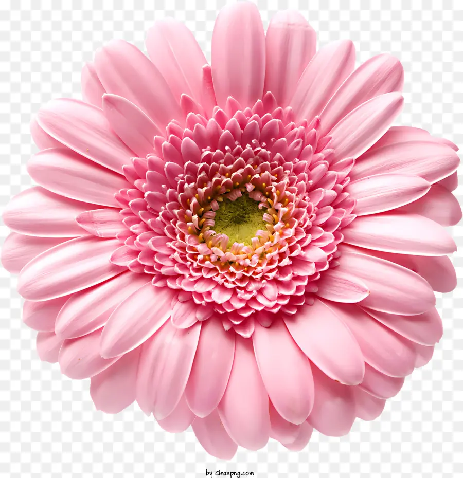 Bunga，Daisy Merah Muda PNG