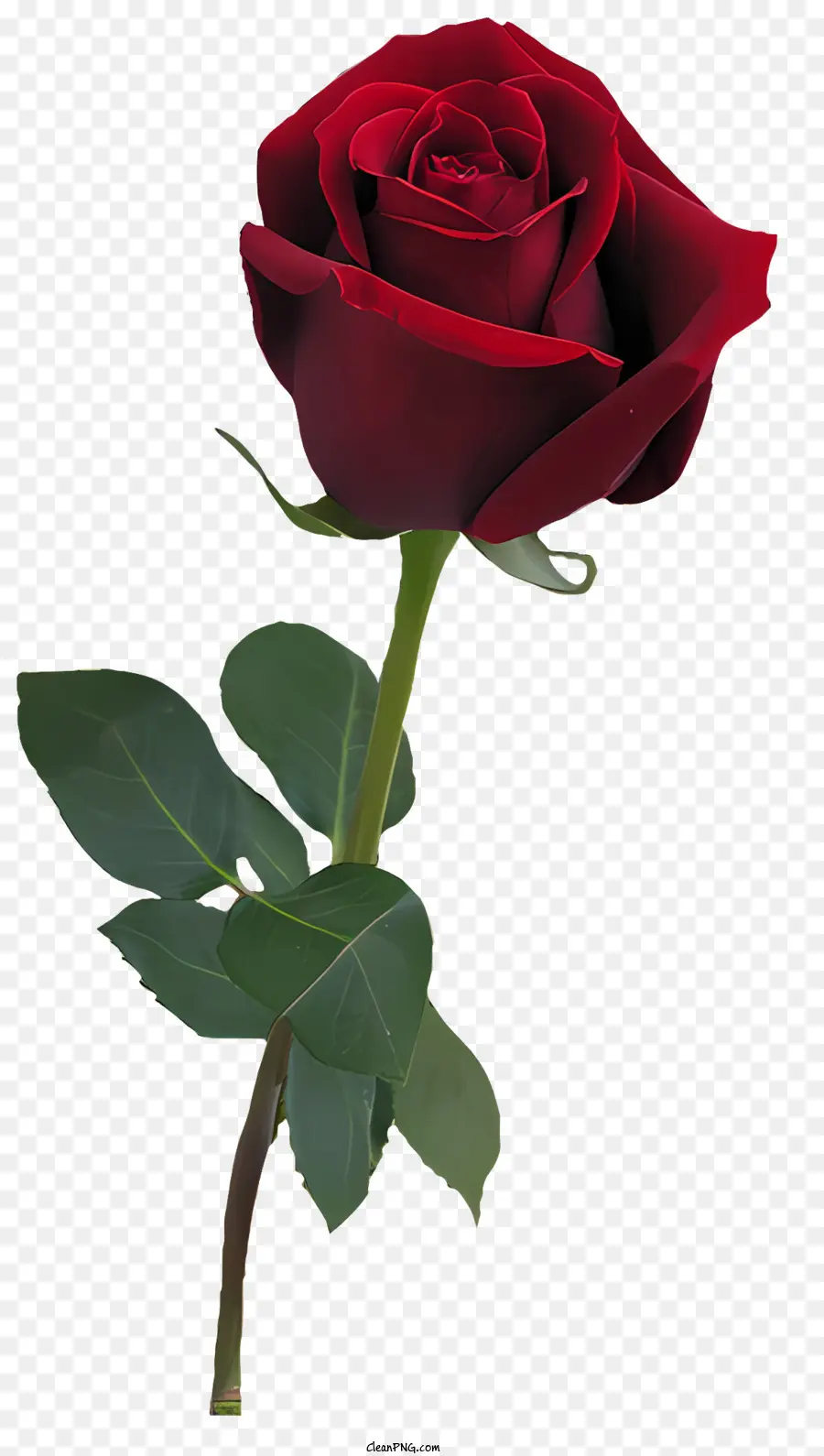 Bunga，Mawar Merah PNG
