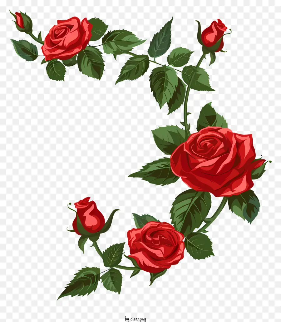 Sudut Mawar Merah，Mawar Merah PNG