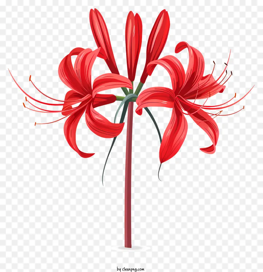 Laba Laba Merah Lily，Lily Merah PNG