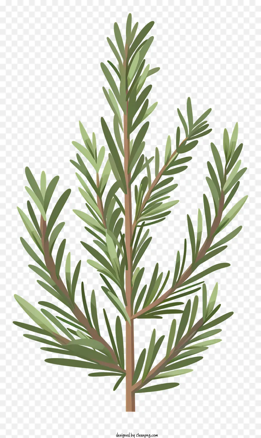 Rosemary，Herba PNG