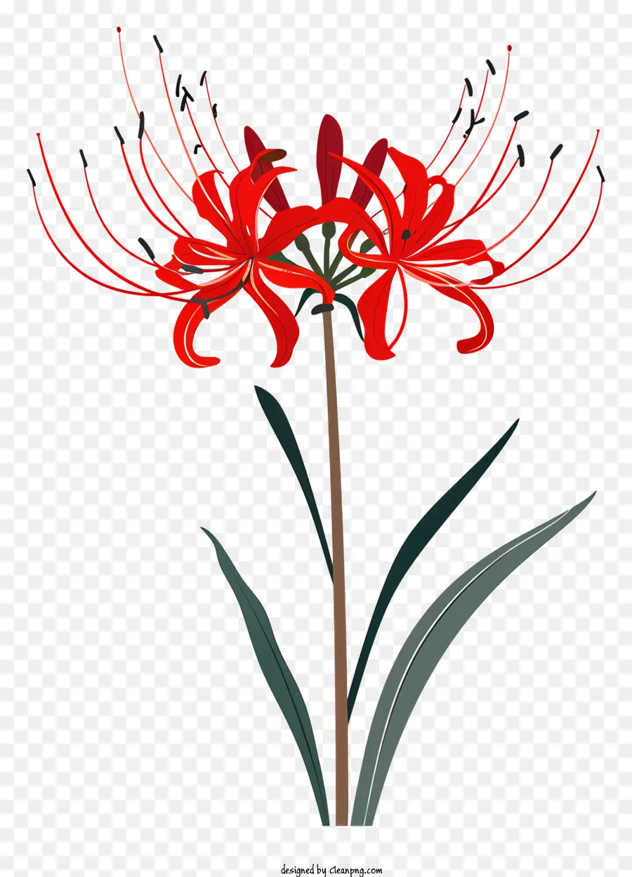 Lily Laba Laba Merah，Bunga Merah PNG