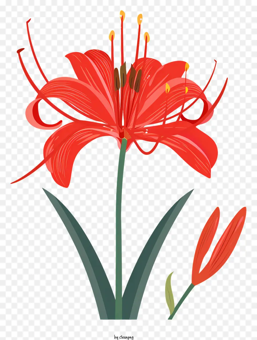 Laba Laba Merah Lily，Lily Merah PNG