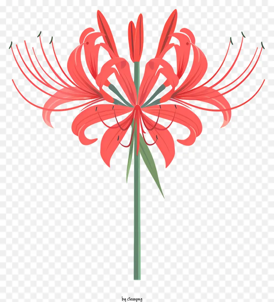 Laba Laba Merah Lily，Bunga Merah PNG