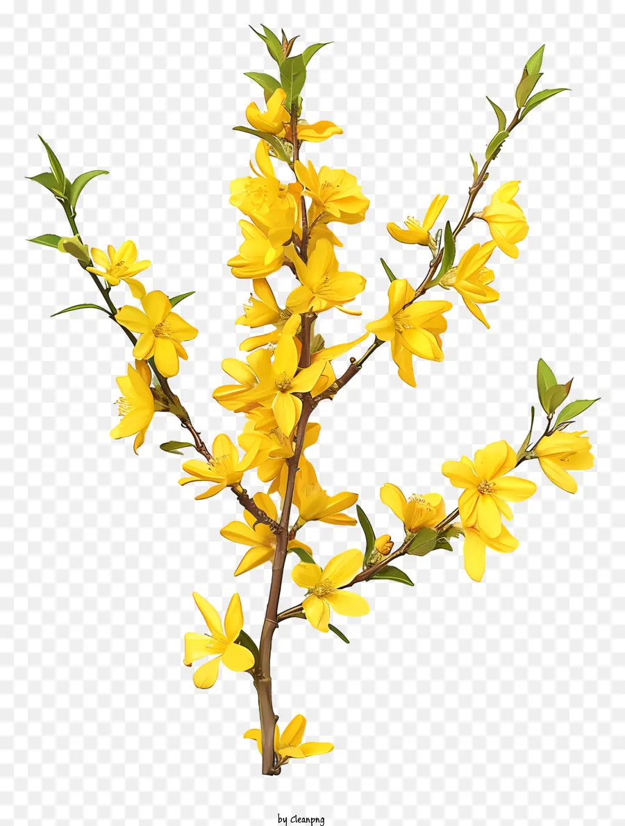 Bunga Forsythia，Bunga Kuning PNG