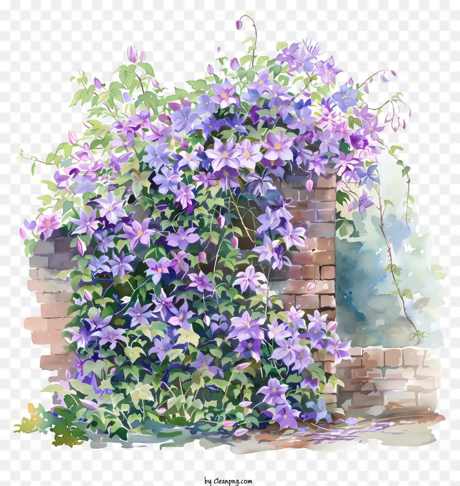 Clematis，Bunga Musim Semi PNG