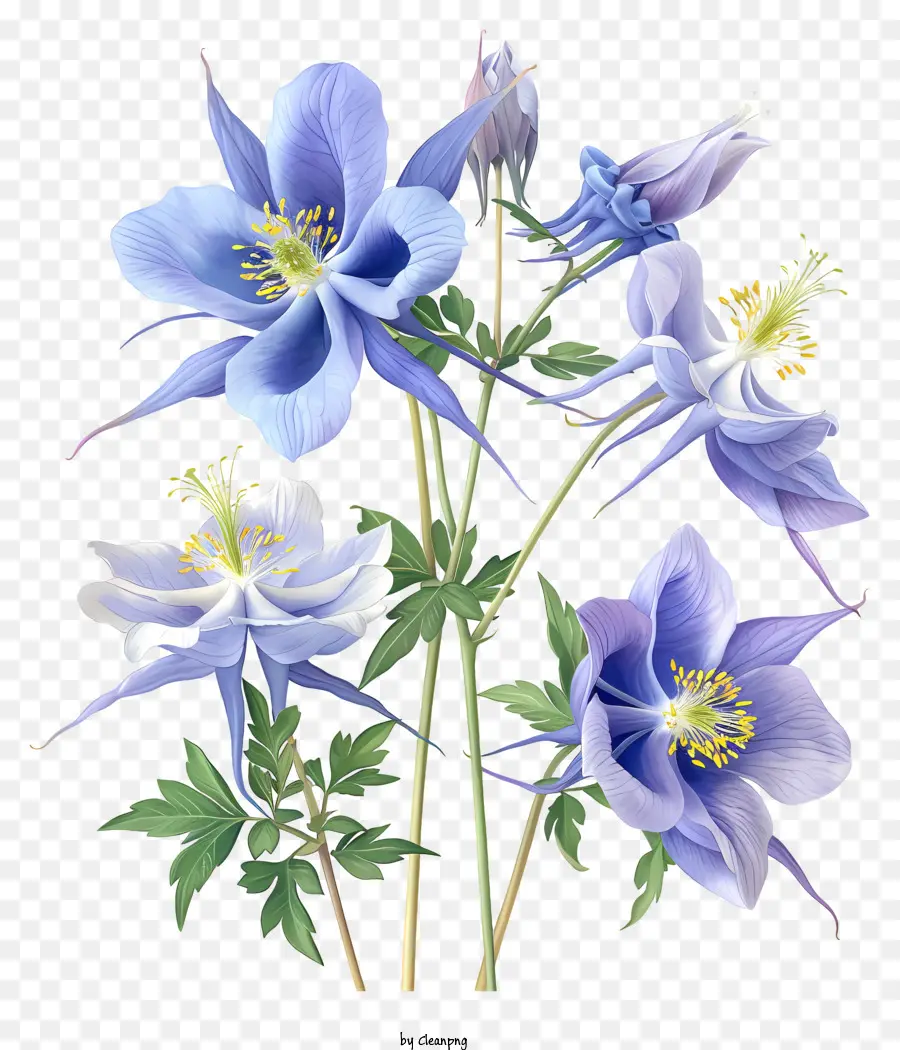 Bunga Columbine，Bunga Ungu Dan Biru PNG