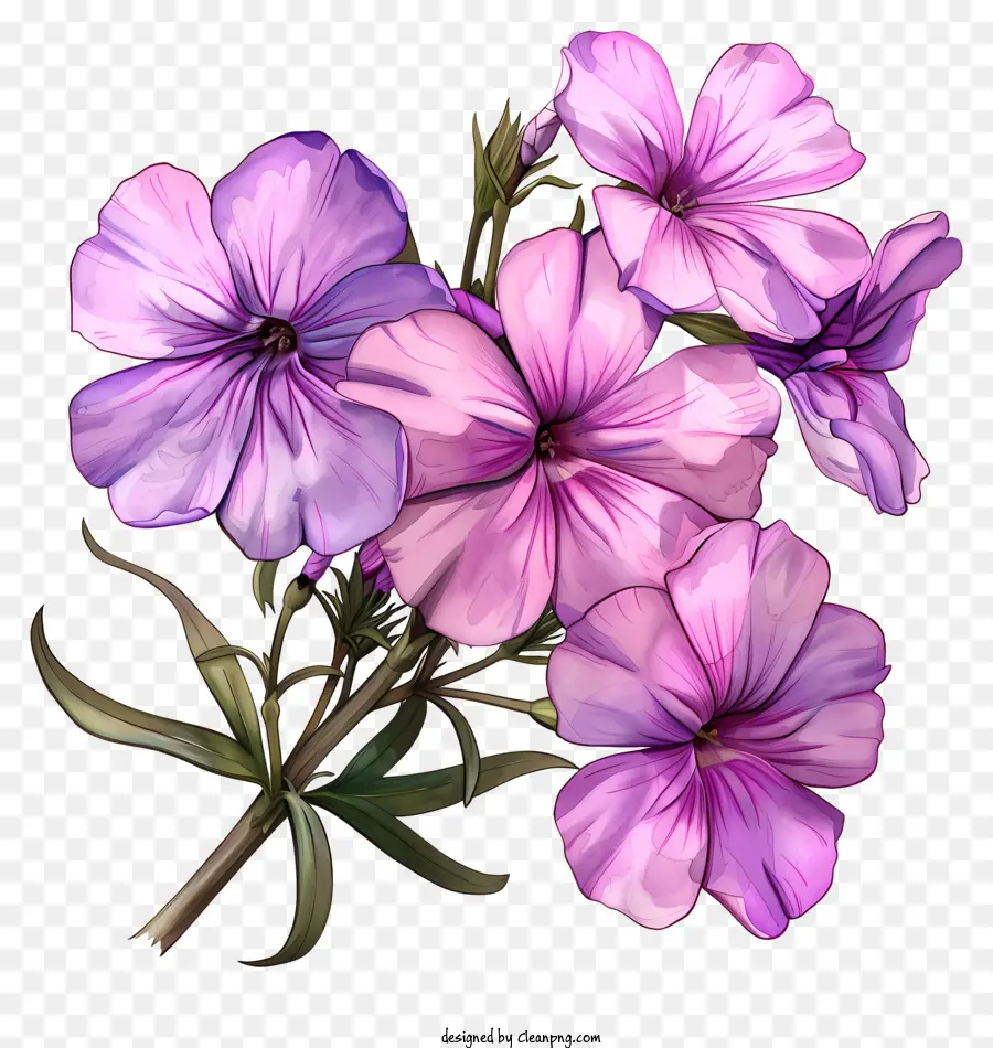 Phlox Yang Merayap，Bunga Ungu PNG