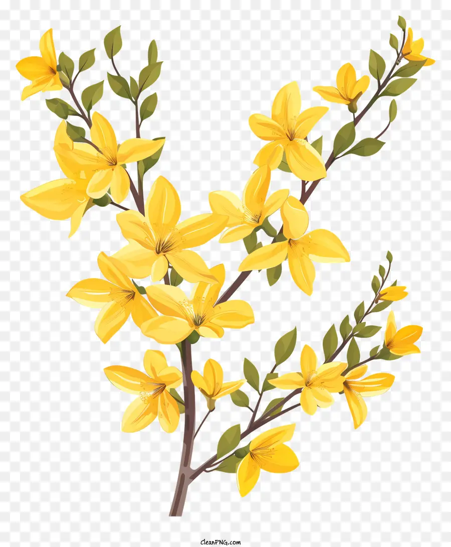 Bunga Forsythia，Bunga Musim Semi PNG