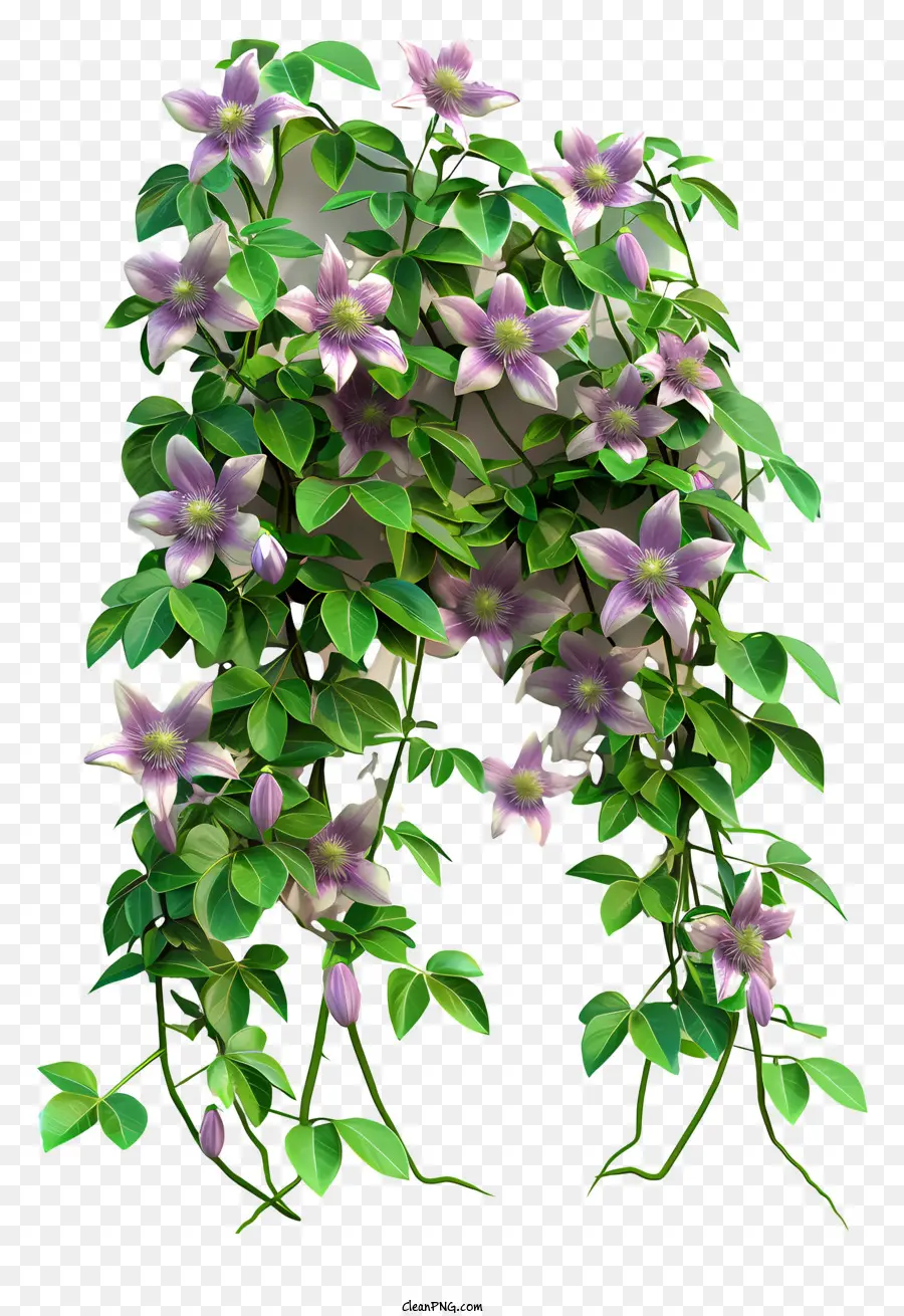 Clematis，Bunga Ungu PNG