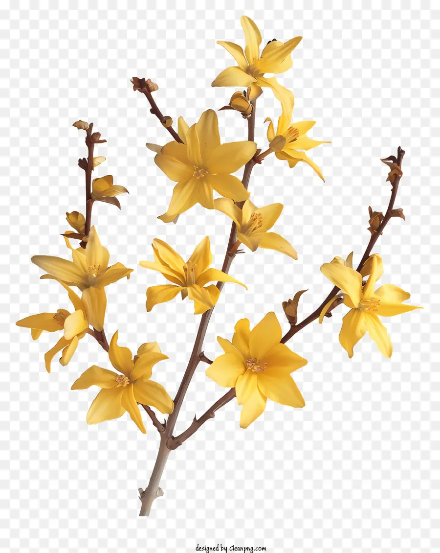 Bunga Forsythia，Bunga Musim Semi PNG