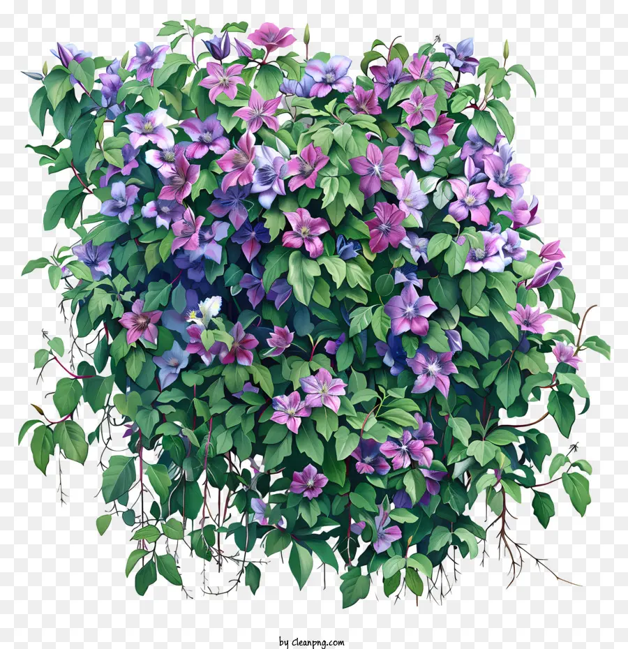 Clematis，Semak Bunga PNG