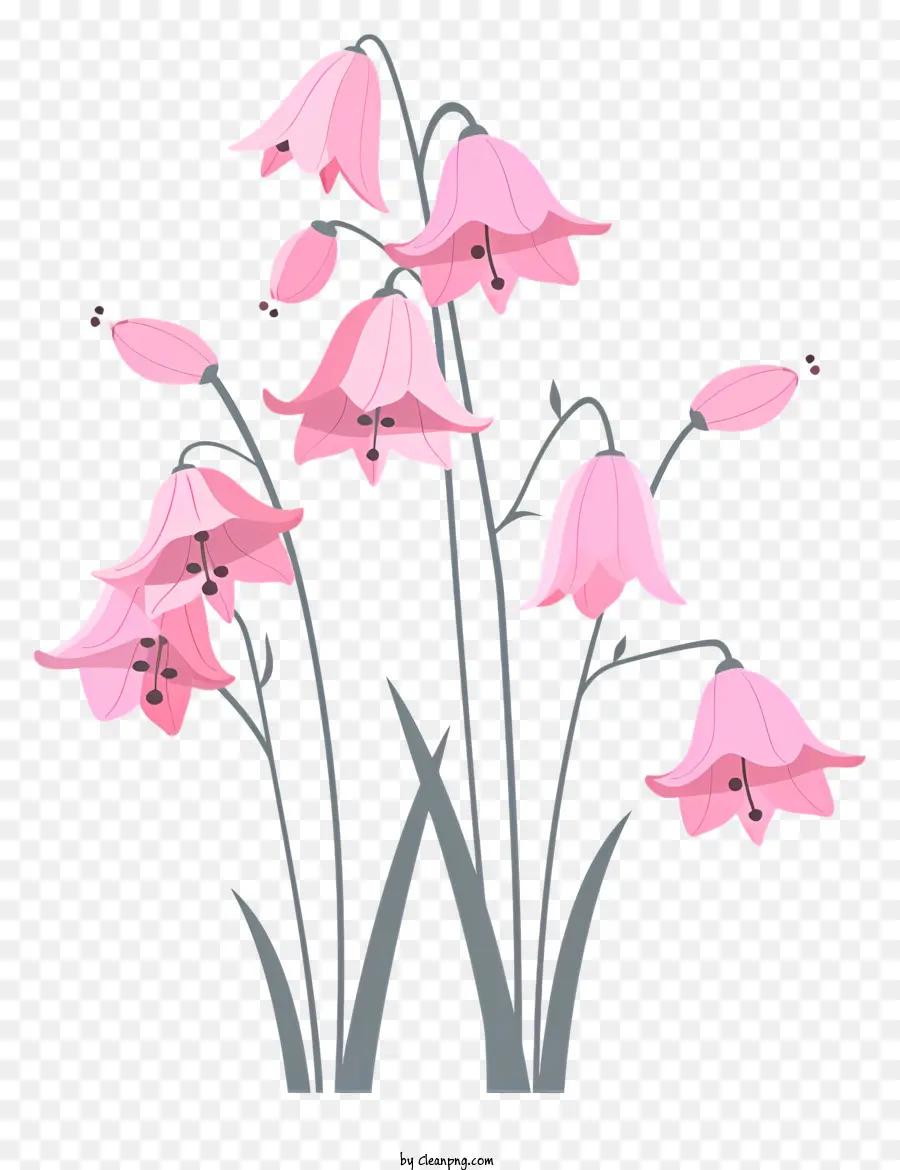 Bunga Merah Muda Bluebells，Lili Merah Muda PNG