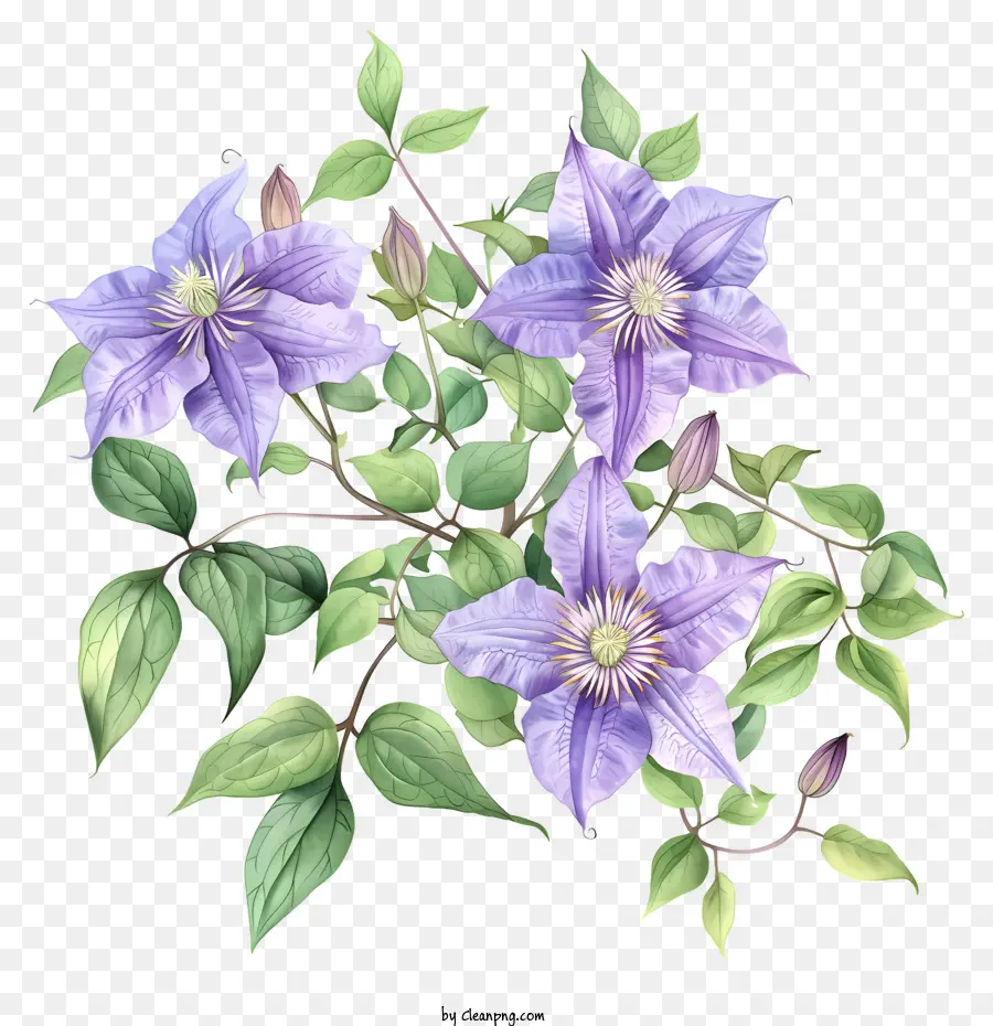 Clematis，Bunga PNG