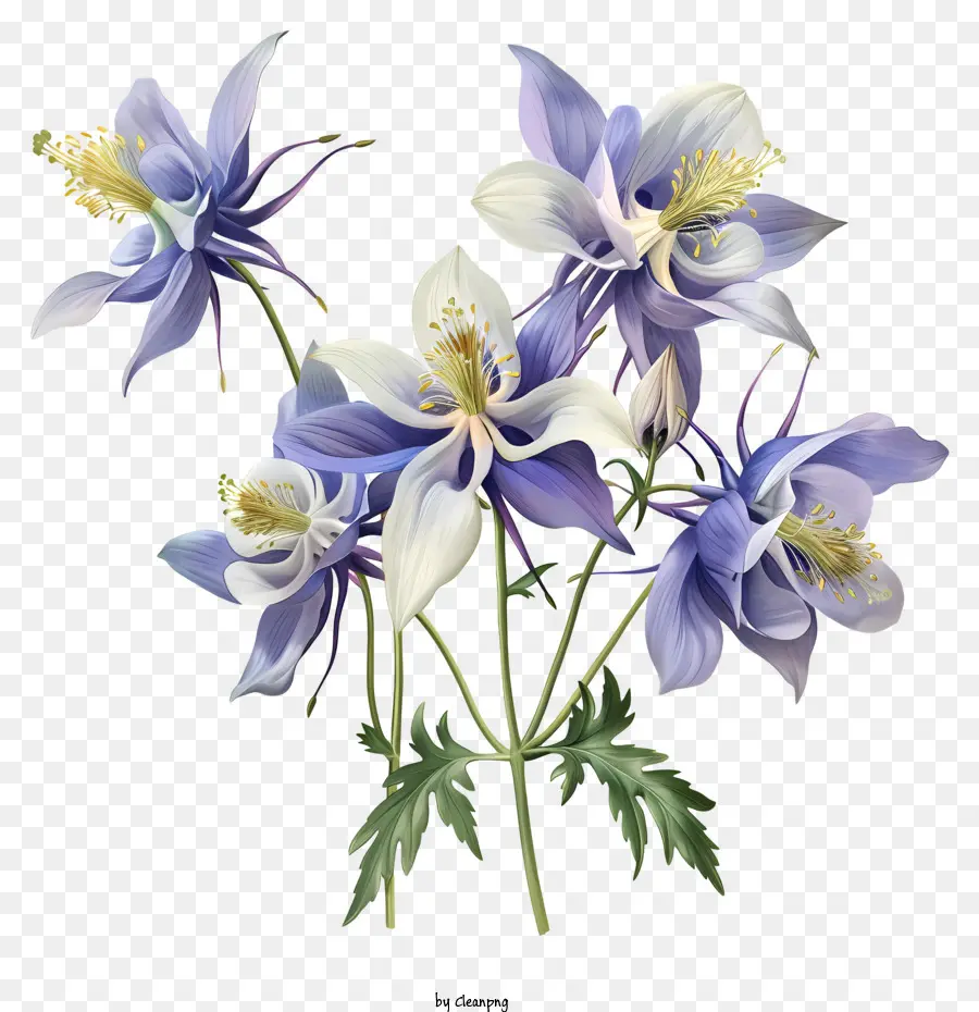 Bunga Columbine，Bunga Ungu Dan Biru PNG