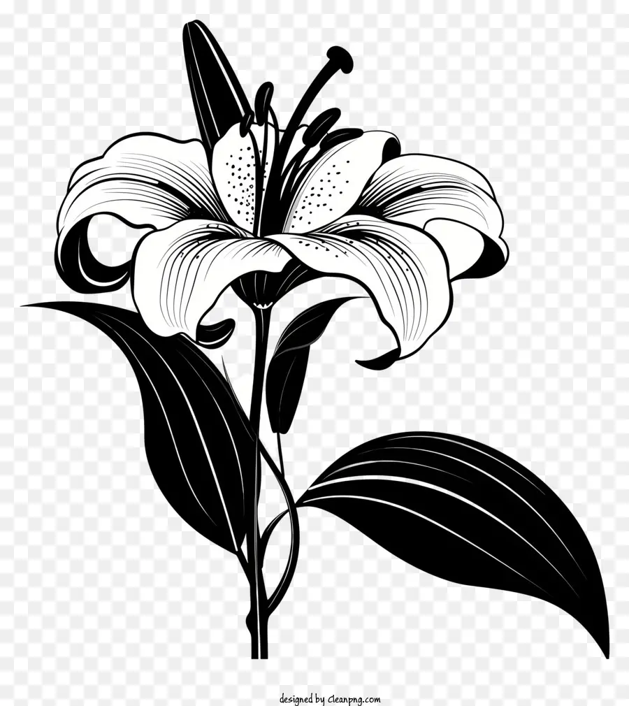 Bunga Siluet，Bunga Lily PNG