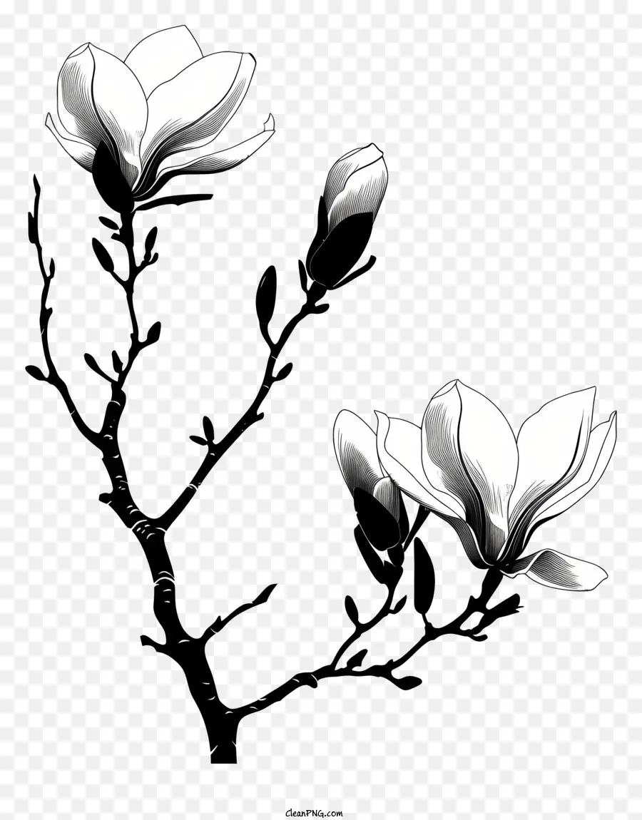 Bunga Siluet，Bunga Magnolia PNG