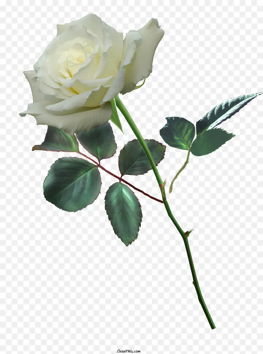 Mawar，Mawar Putih PNG