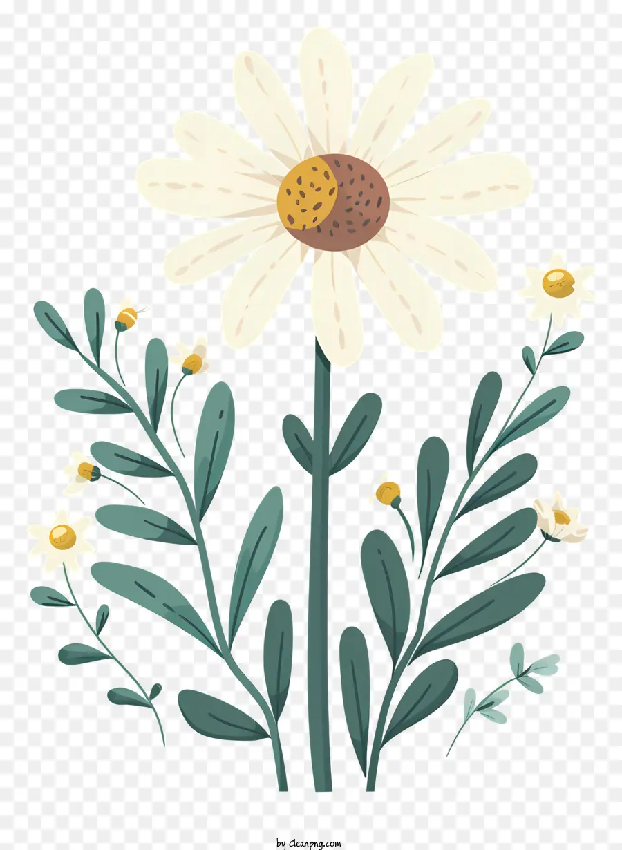 Chamomile，Daisy PNG