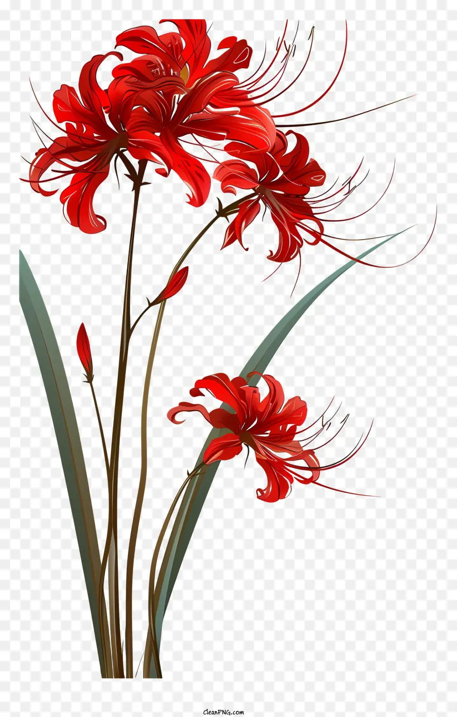 Lily Laba Laba Merah，Bunga Merah PNG