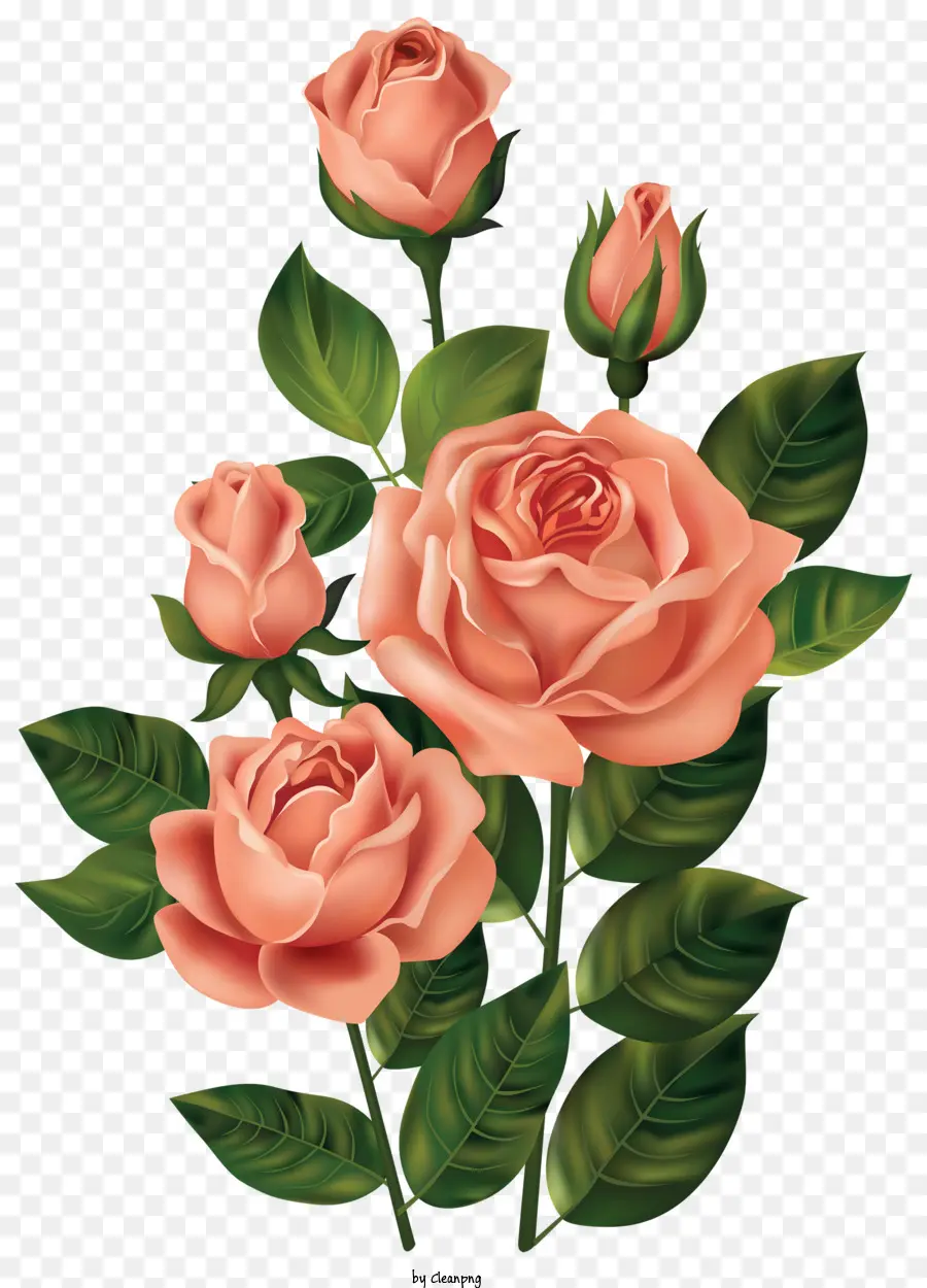 Mawar，Mawar Merah Muda PNG