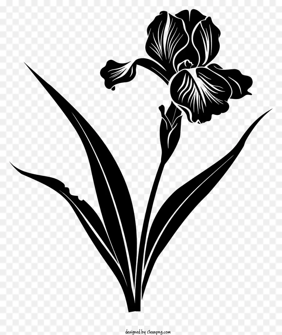 Bunga Siluet，Bunga Iris PNG