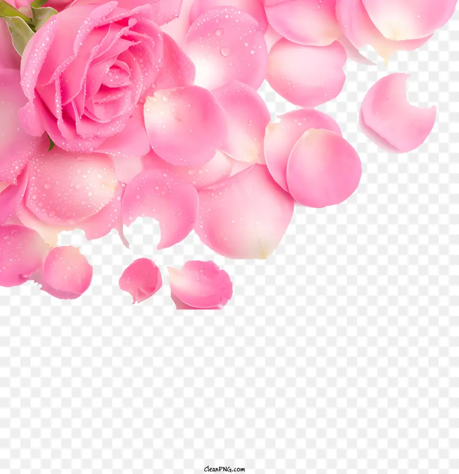 Mawar，Pink Rose PNG