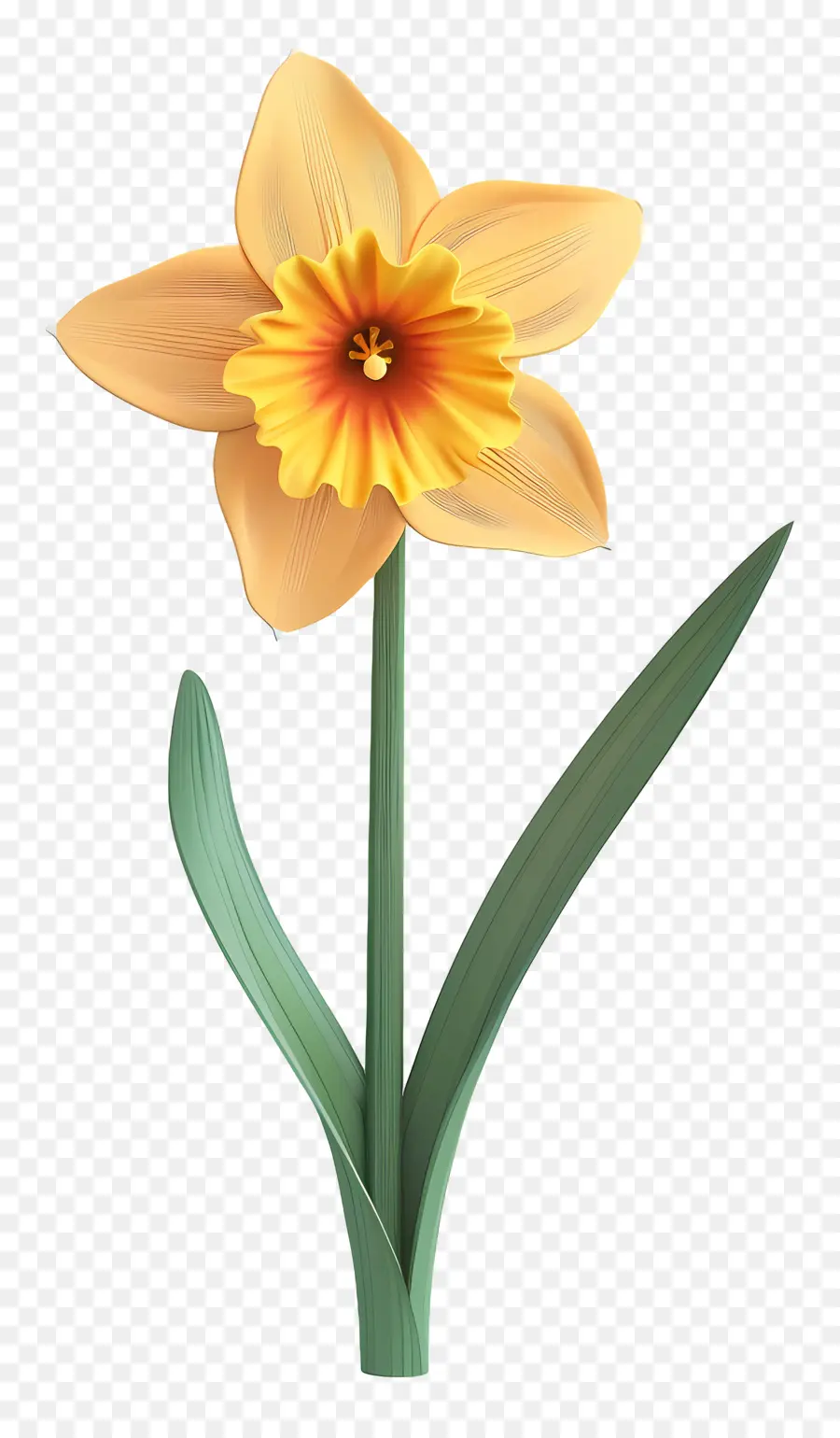 Daffodil，Dandelion PNG