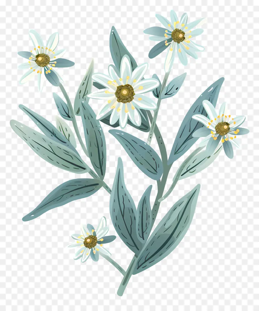 Edelweiss，Aster Putih PNG
