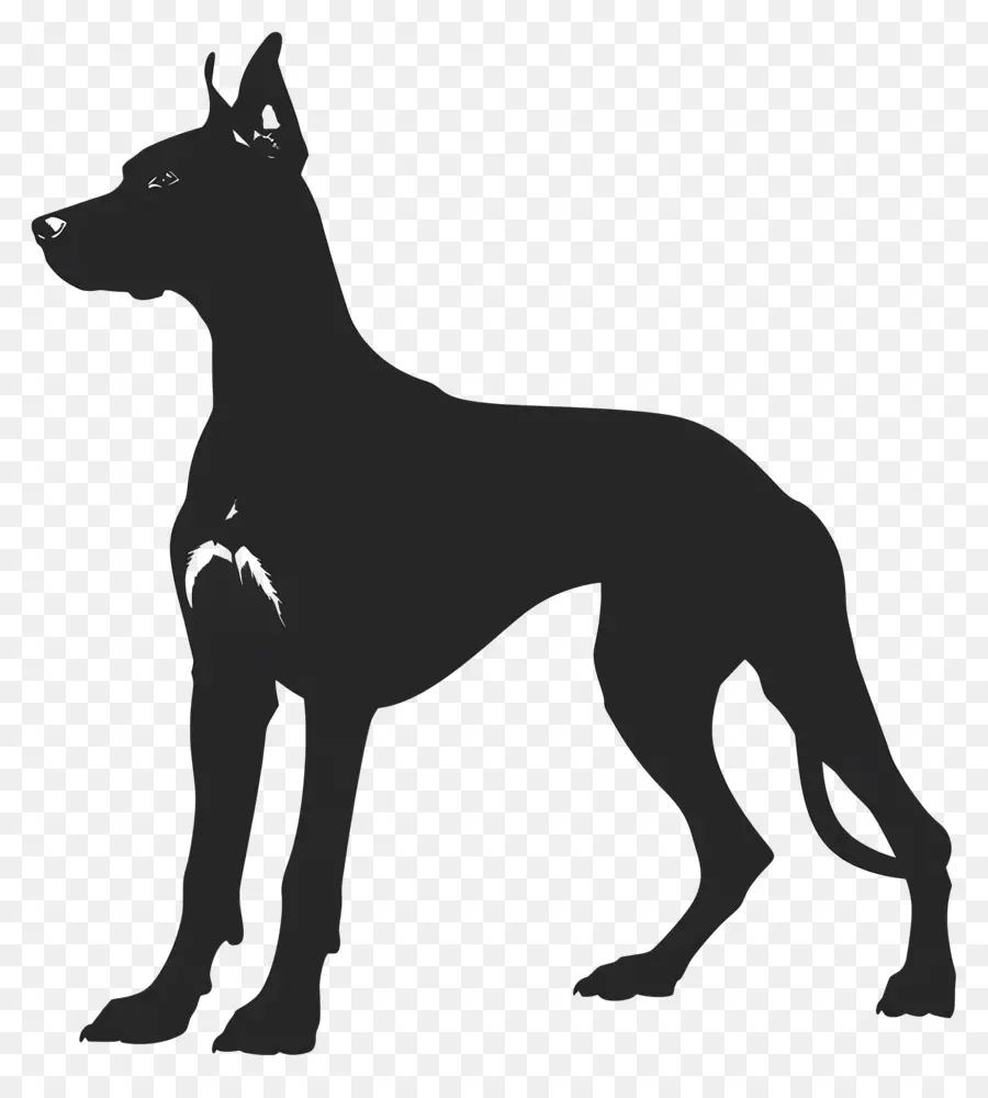 Anjing Siluet，Doberman Bulldog PNG