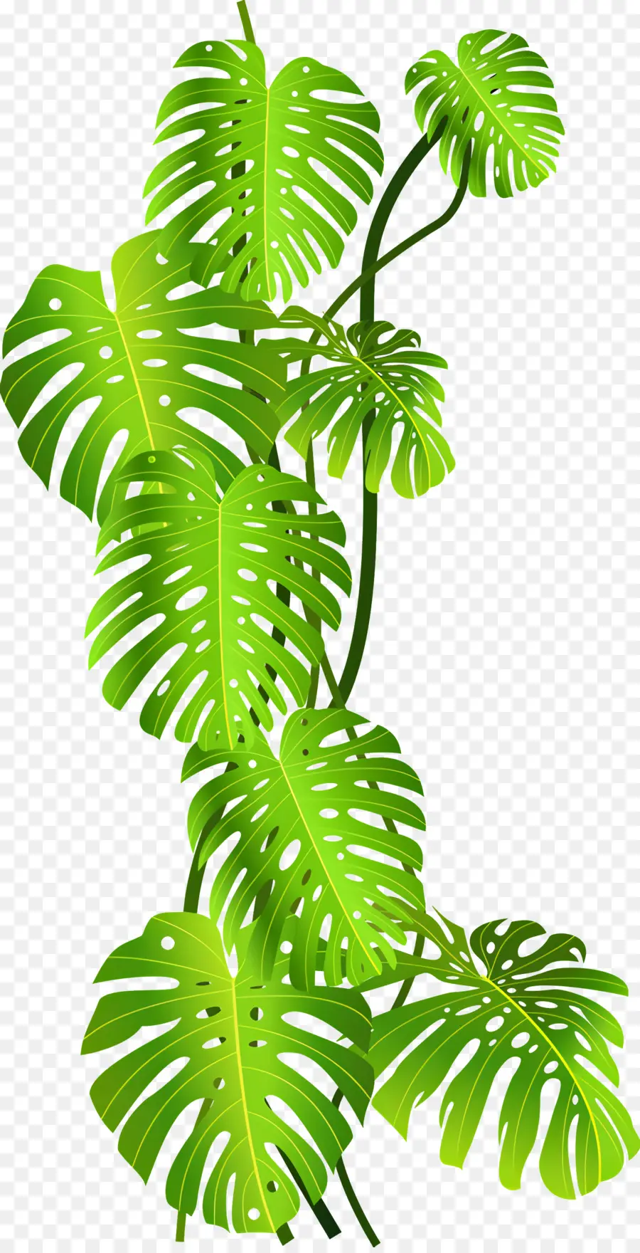 Daun，Tanaman Monstera PNG