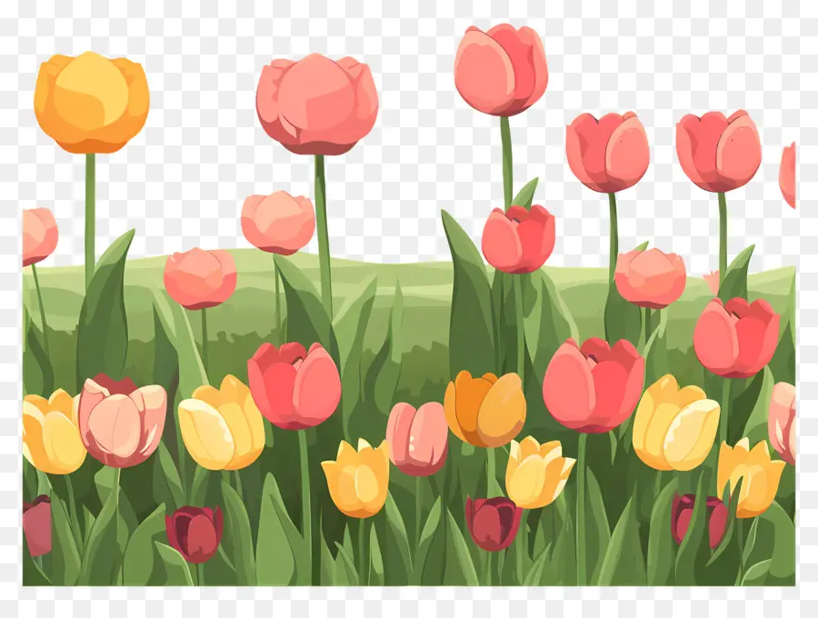 Bidang Tulip，Tulip PNG