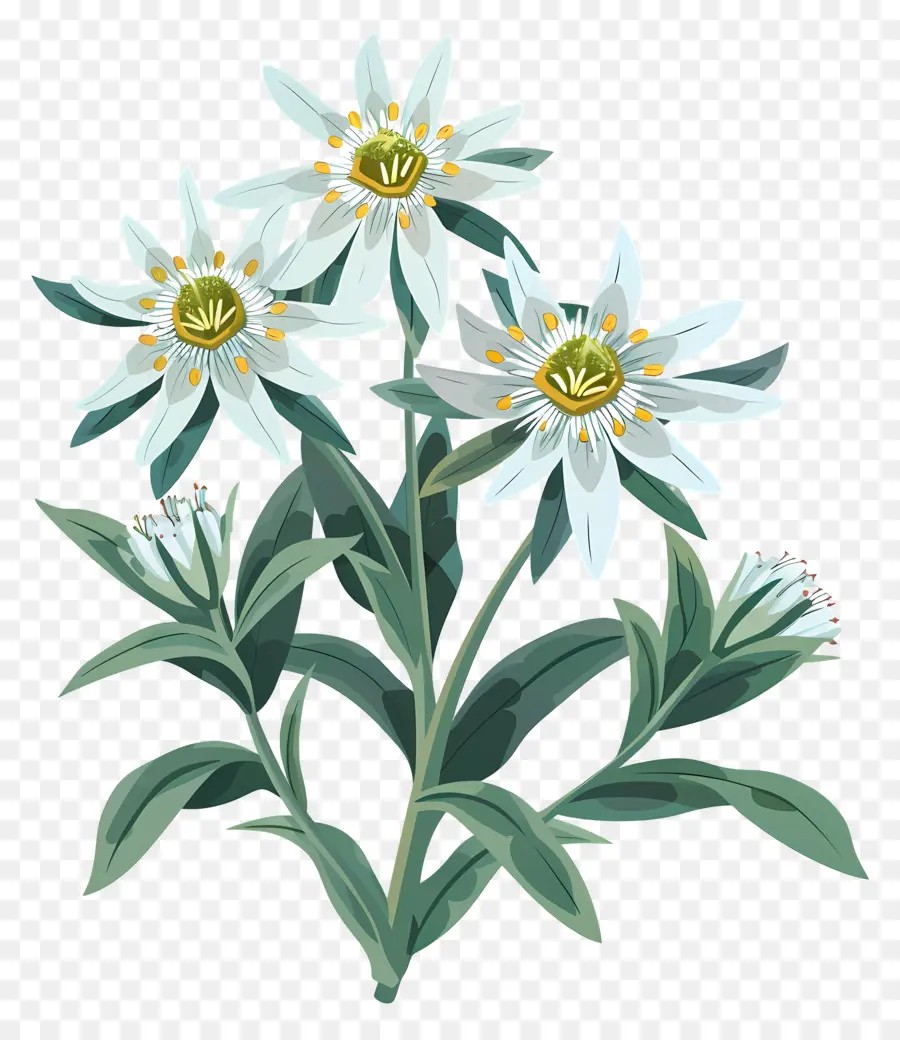 Edelweiss，Bunga Daisy Putih PNG
