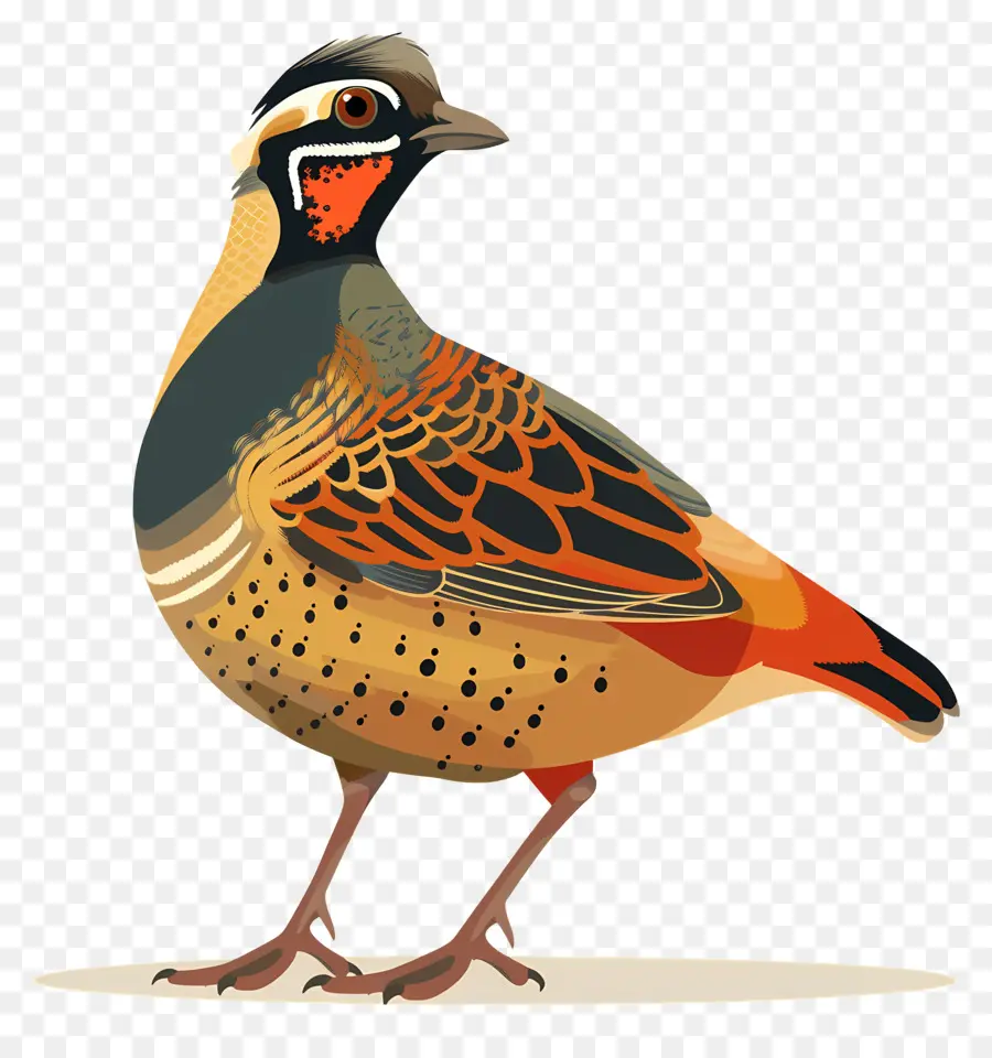 Puyuh，Burung PNG