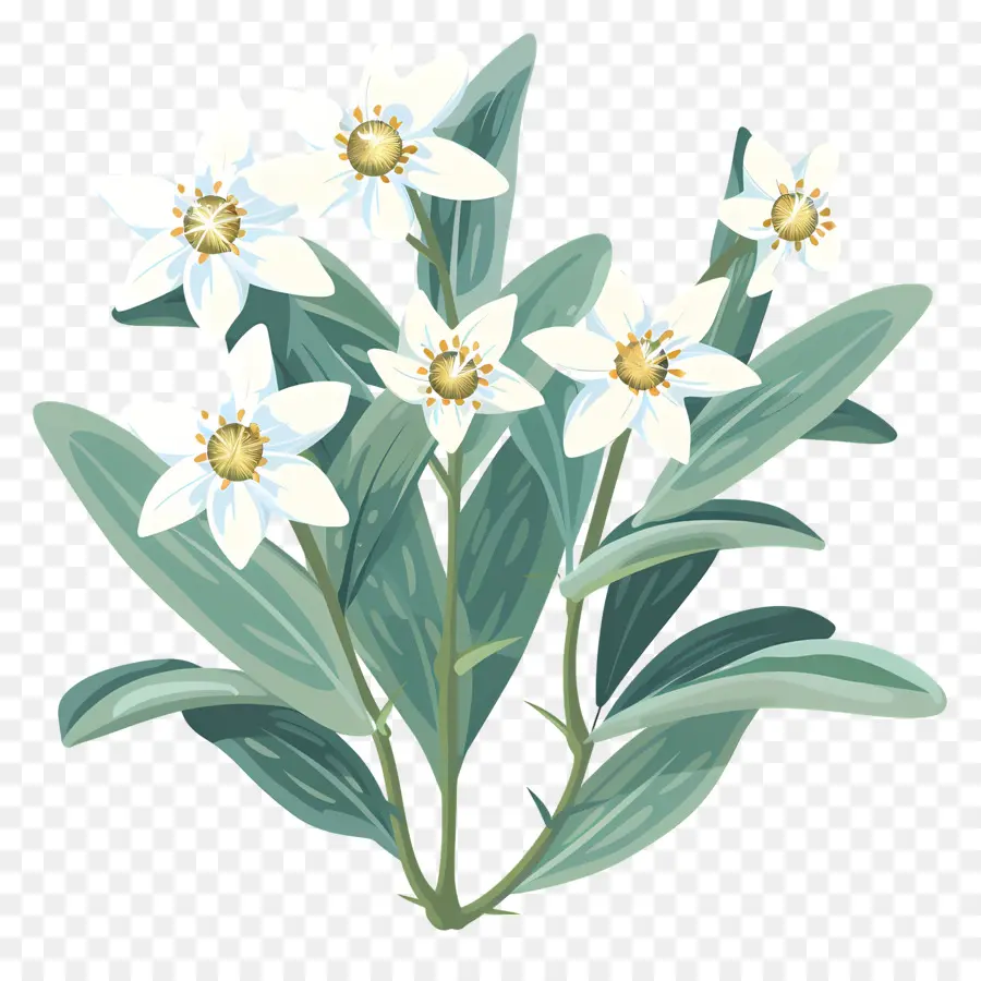 Edelweiss，Bunga Putih PNG