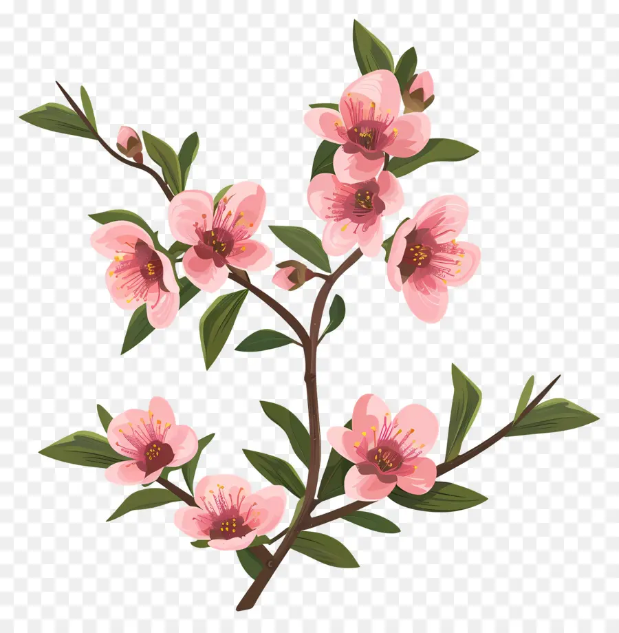 Persik Mekar，Bunga Merah Muda PNG