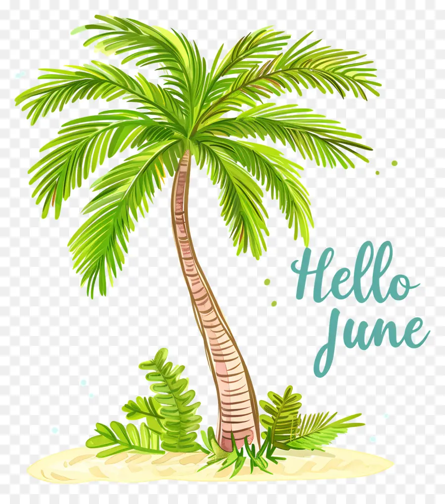 Halo Juni，Pohon Kelapa PNG