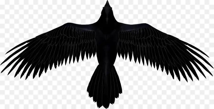 Logo Ravens，Burung Hitam PNG
